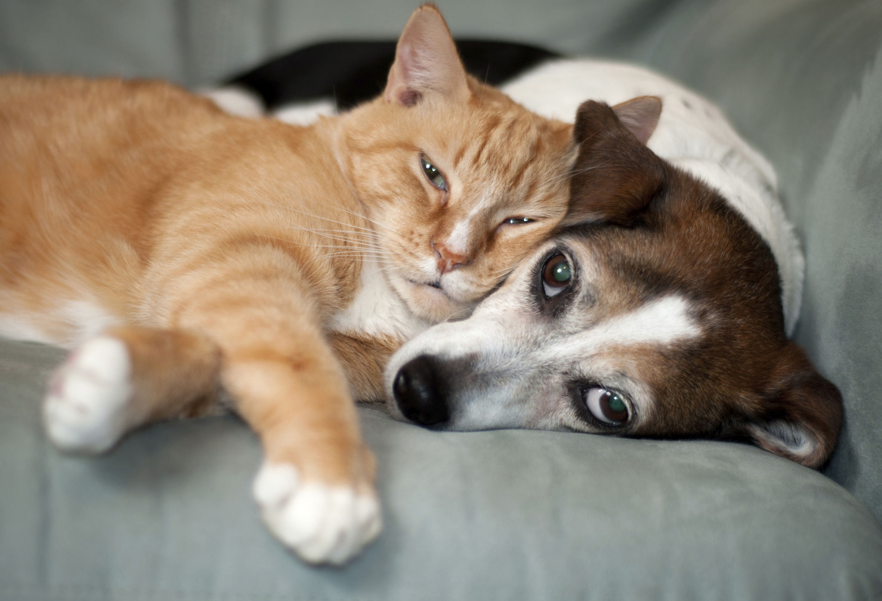 Yellow cat and brown and white dog cuddled together on a sofa